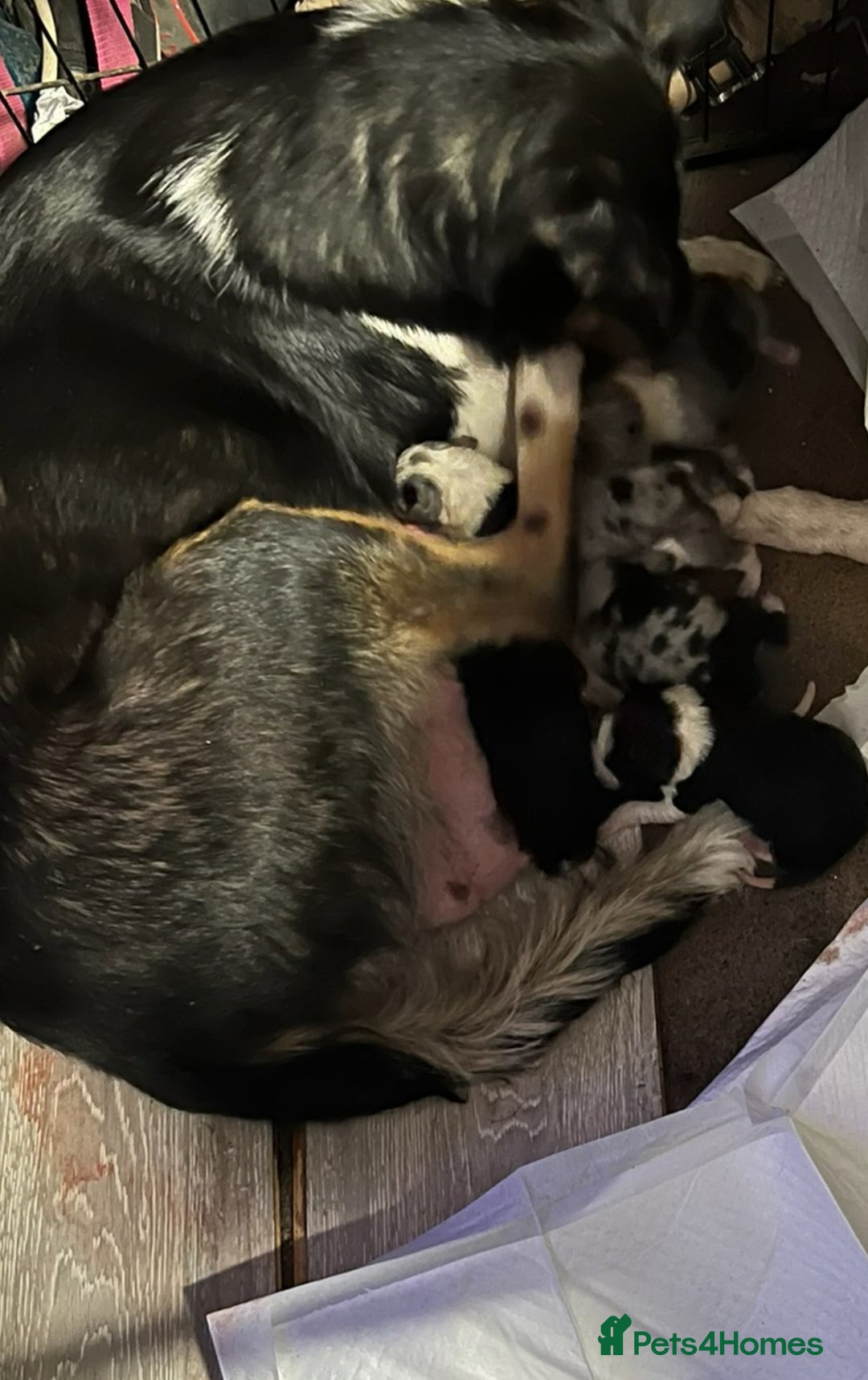 Border Collie dogs for sale: 7 Gorgeous Border Collie Pups - Image 10