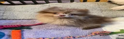 Pomchi dogs for sale: Beautiful pomeranian puppies  - Advert 9