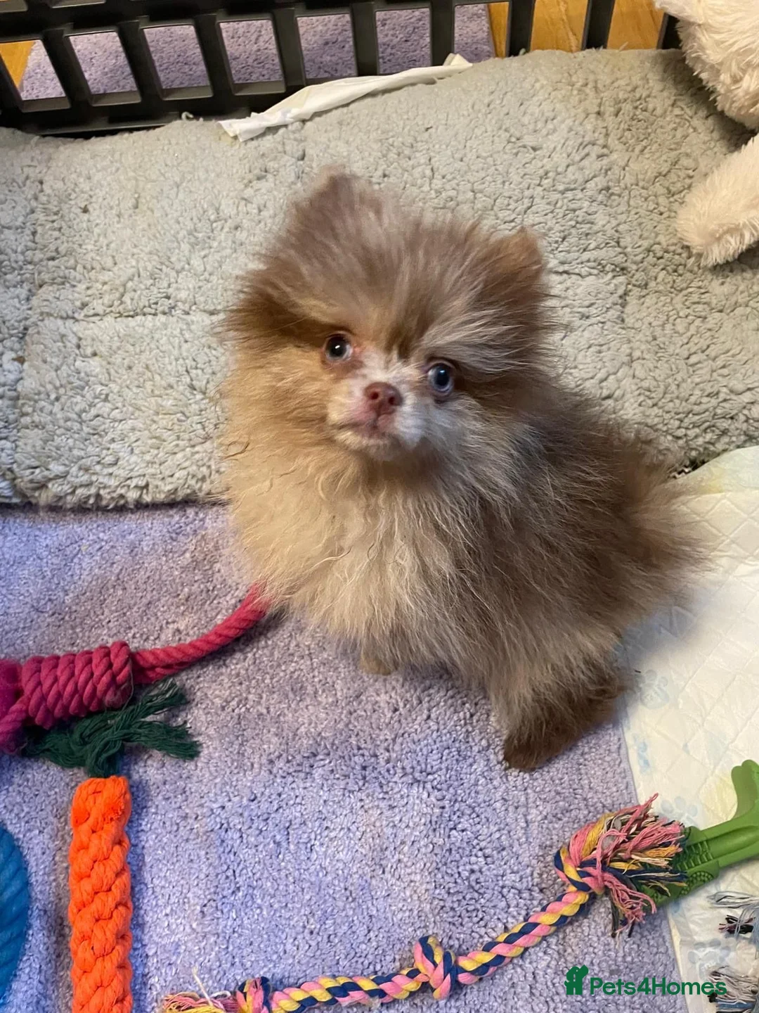 Pomchi dogs for sale: Beautiful pomeranian puppies  - Advert 9