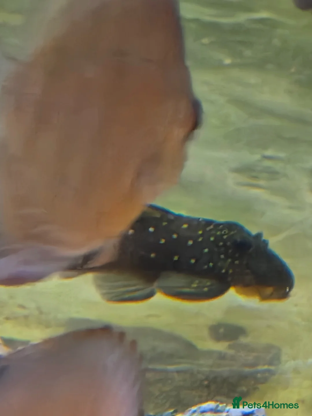 Discus fish for sale: Discus and blue phantom plwc - Advert 3