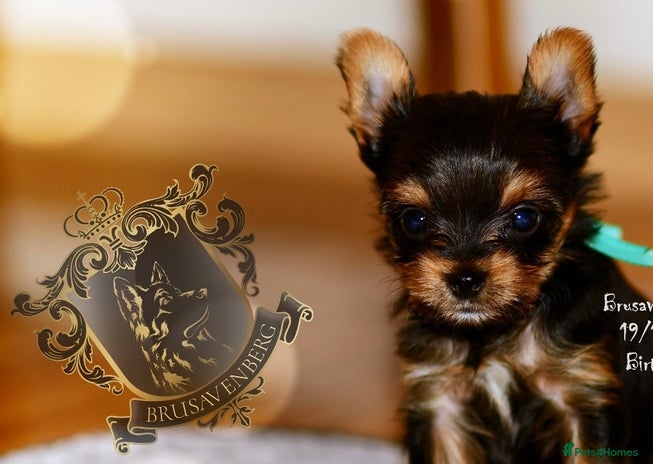 Yorkshire Terrier dogs - Advert 1