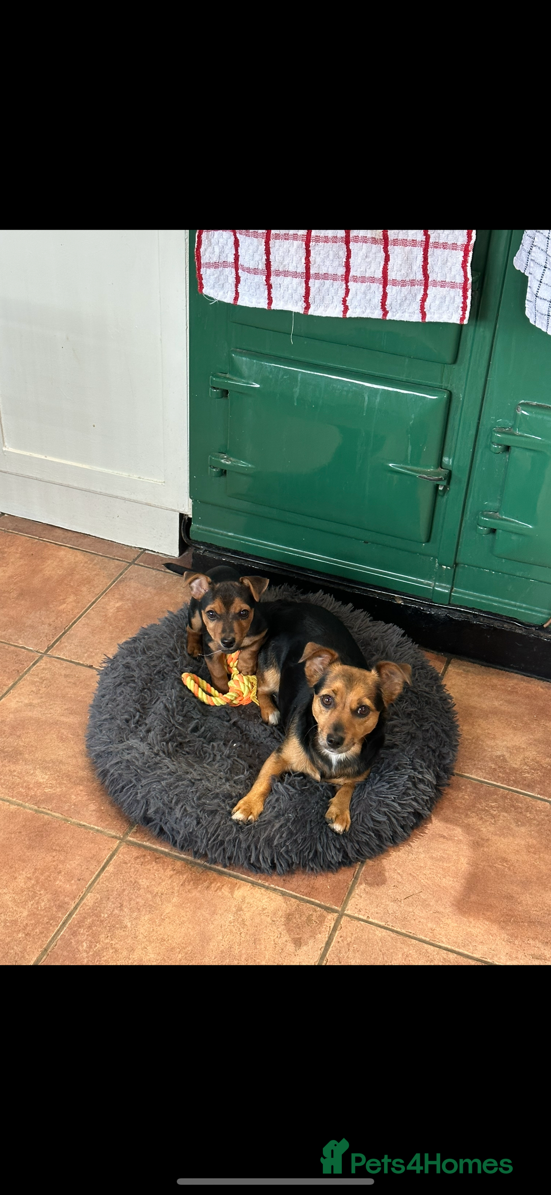 Jack Russell dogs for sale: Black and Tan Short legged Miniture Jack russels  - Advert 10