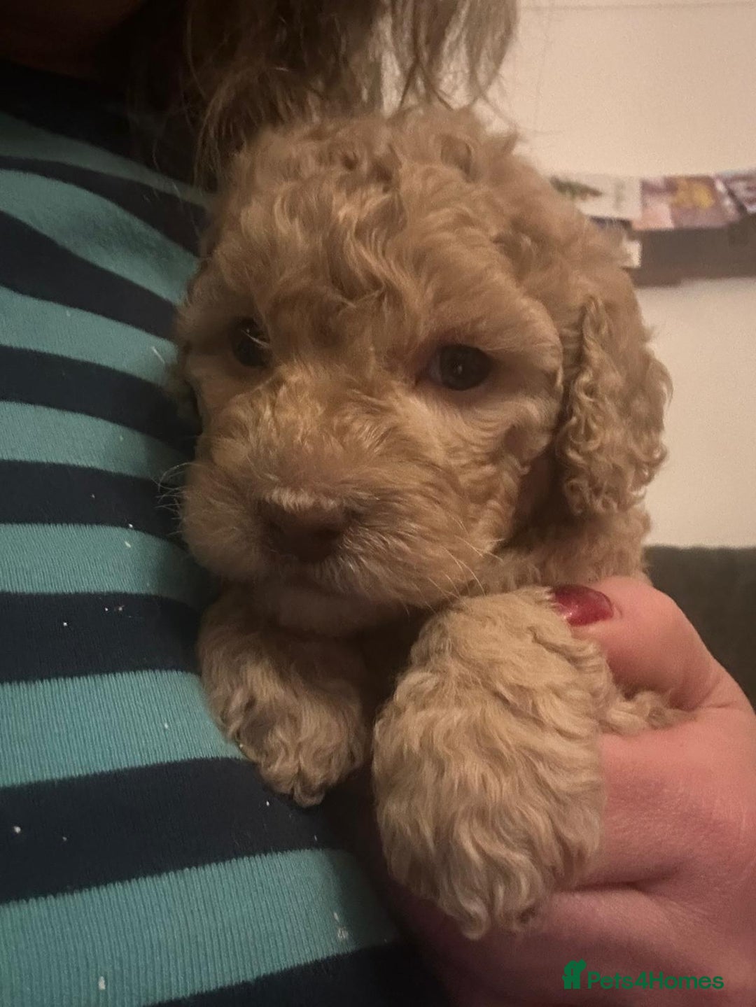 Australian Labradoodle dogs for sale: Australian Labradoodle Puppies - Advert 8