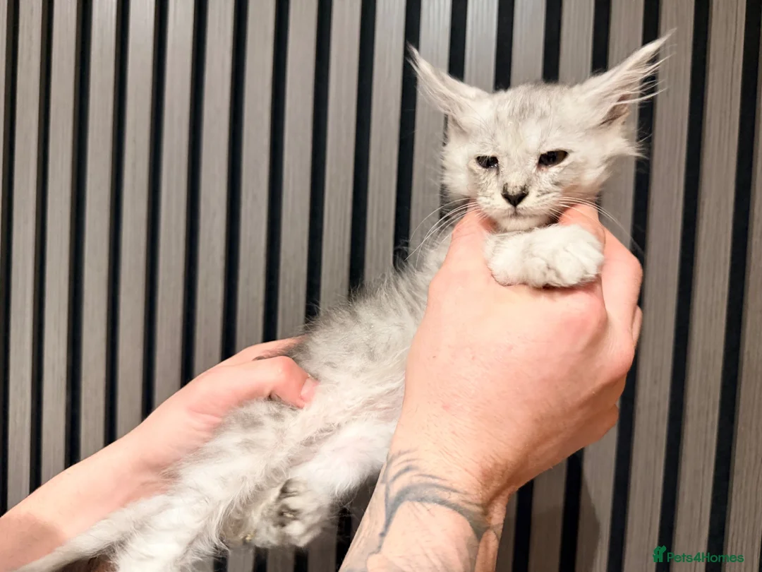 Maine Coon cats for sale: LAST 3 BEAUTIFUL MAINECOON KITTENS - Advert 10