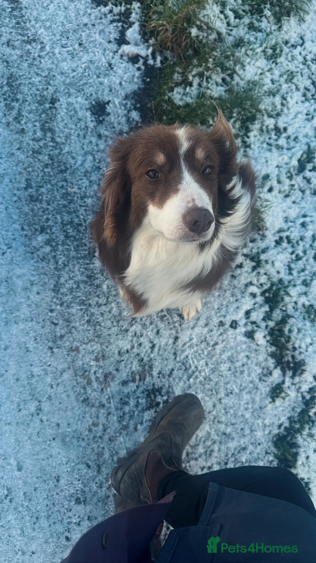 Mixed Breed dogs for sale: Female border collie golden retriever mix for sale - Advert 2