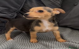 Jack Russell dogs for sale: ❤️Beautiful Jackrussels❤️ - Image 19