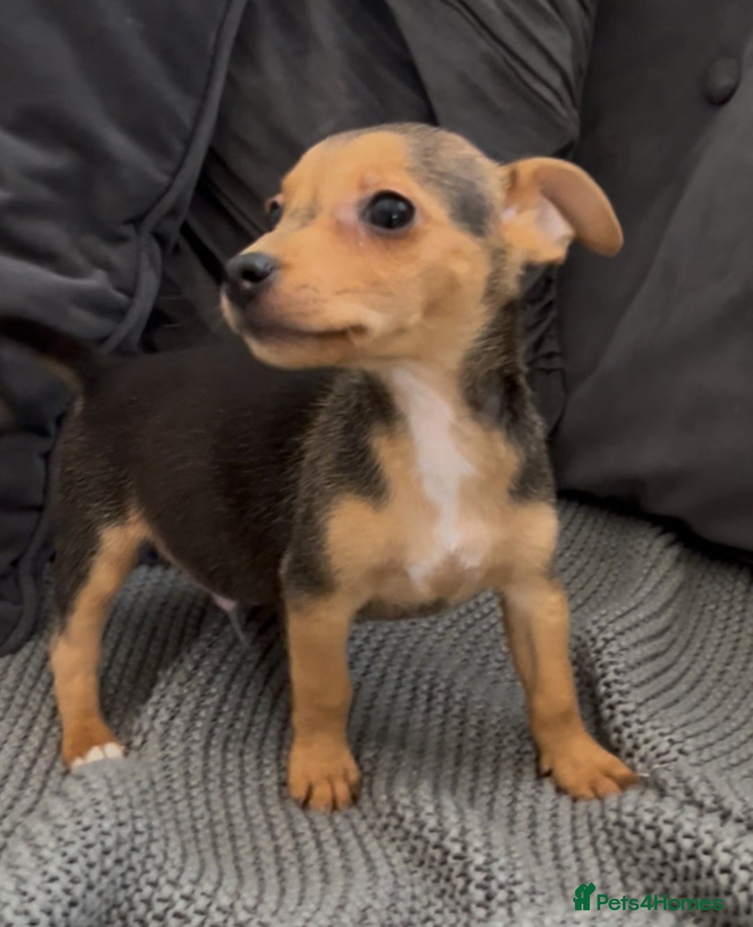 Jack Russell dogs for sale: ❤️Beautiful Jackrussels❤️ - Image 19
