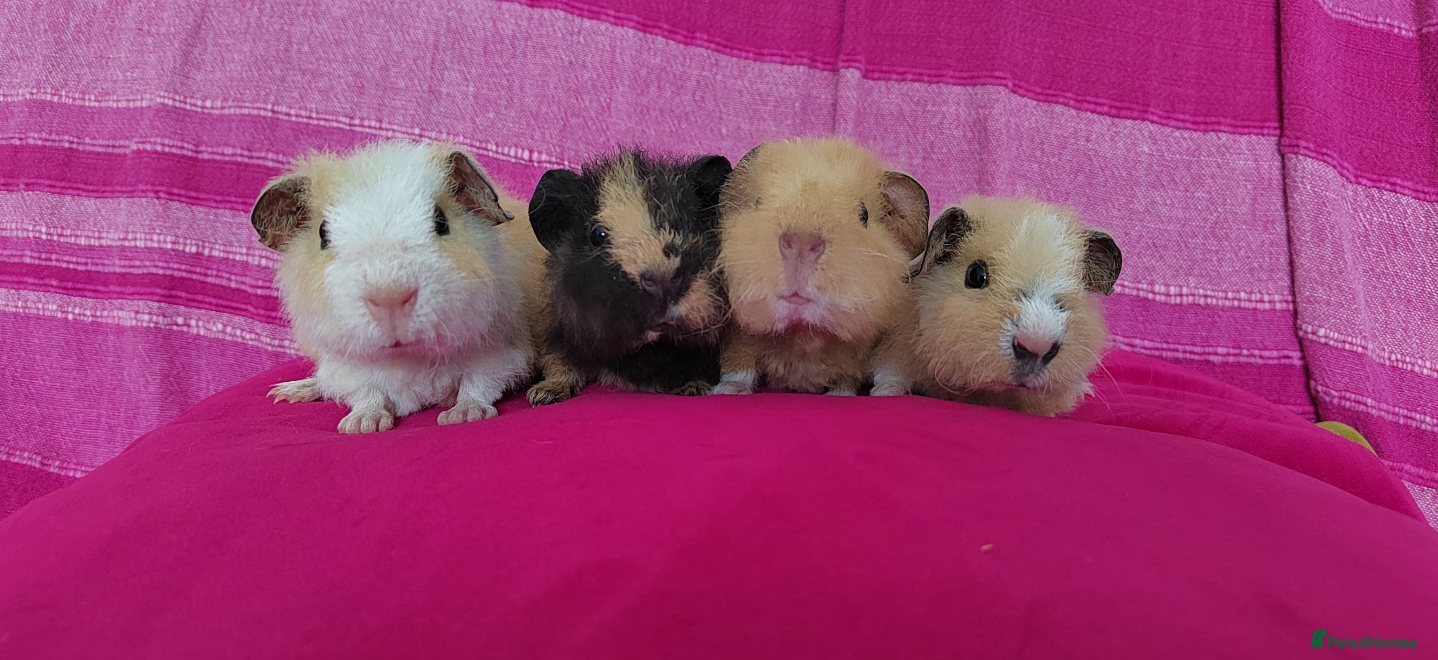Guinea Pig rodents Teddy Guinea Pigs looking for new families - Advert 1