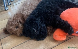 Maltipoo dogs for sale: Maltipoo pups ready to go around 22nd December - Advert 6