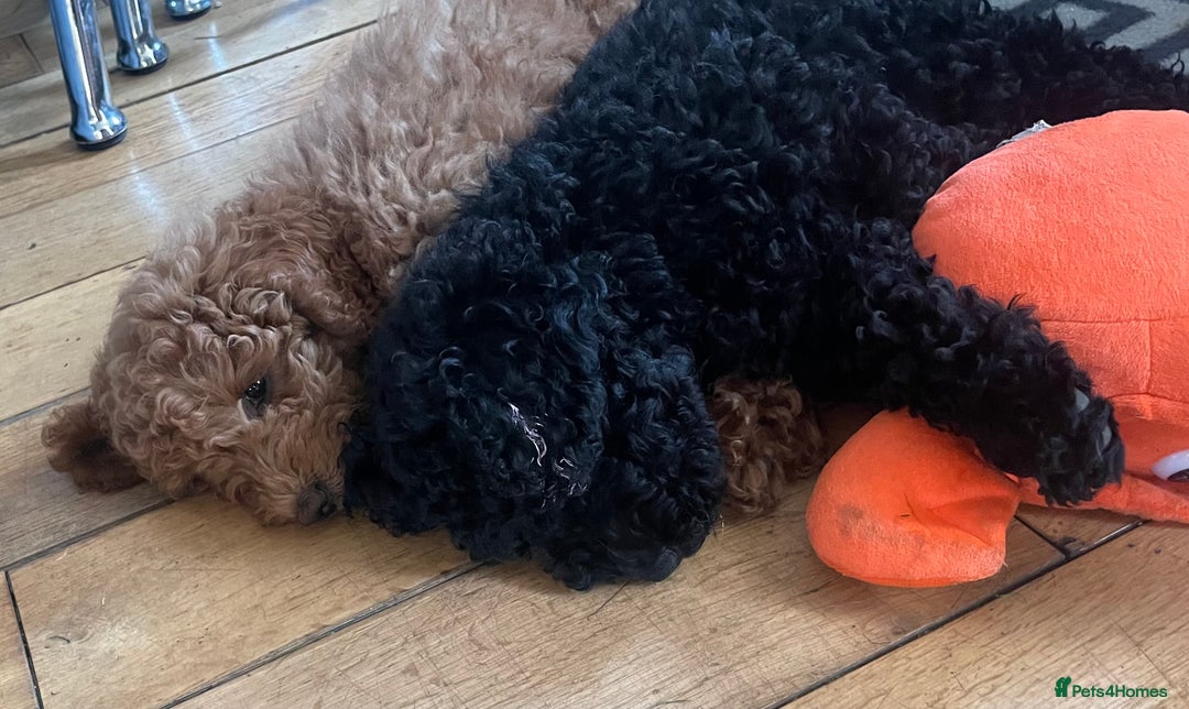 Maltipoo dogs for sale: Maltipoo pups ready to go around 22nd December - Advert 6