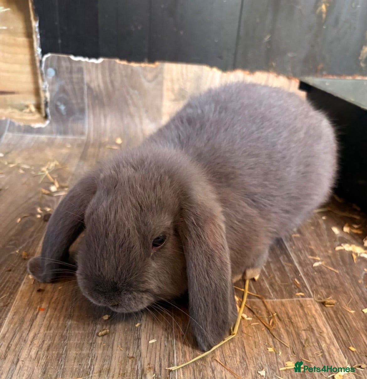 Mini Lop rabbits READY NOW for their forever home Lop eared Rabbits - Advert 2