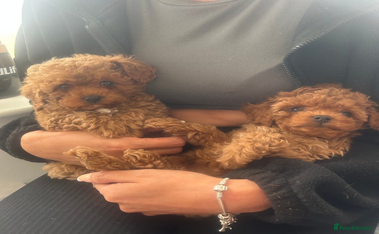 Cavapoo dogs - Advert 1