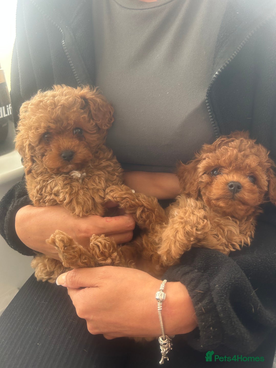 Cavapoo dogs for sale: F1 b cavapoo puppies 🐶  - Image 1