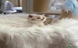 British Shorthair cats for sale: Beautiful , soft teddy bears 🩷🩷💙 - Image 23