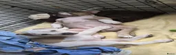 American Bully dogs for sale: American Bully Standard  - Advert 2