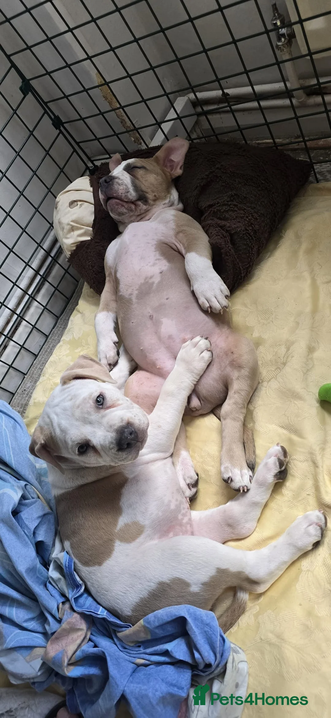 American Bully dogs for sale: American Bully Standard  - Advert 2