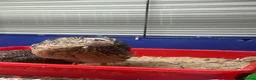 Quail poultry for sale: Male quail - Advert 2