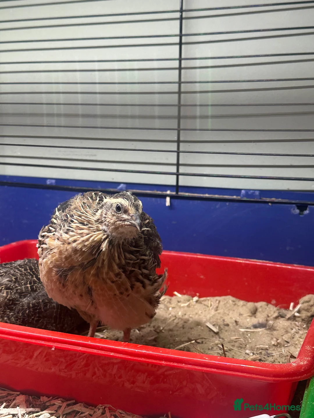Quail poultry for sale: Male quail - Advert 2