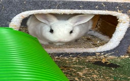 Dwarf Hotot rabbits for sale: Female and neutered male bonded couple - Image 4