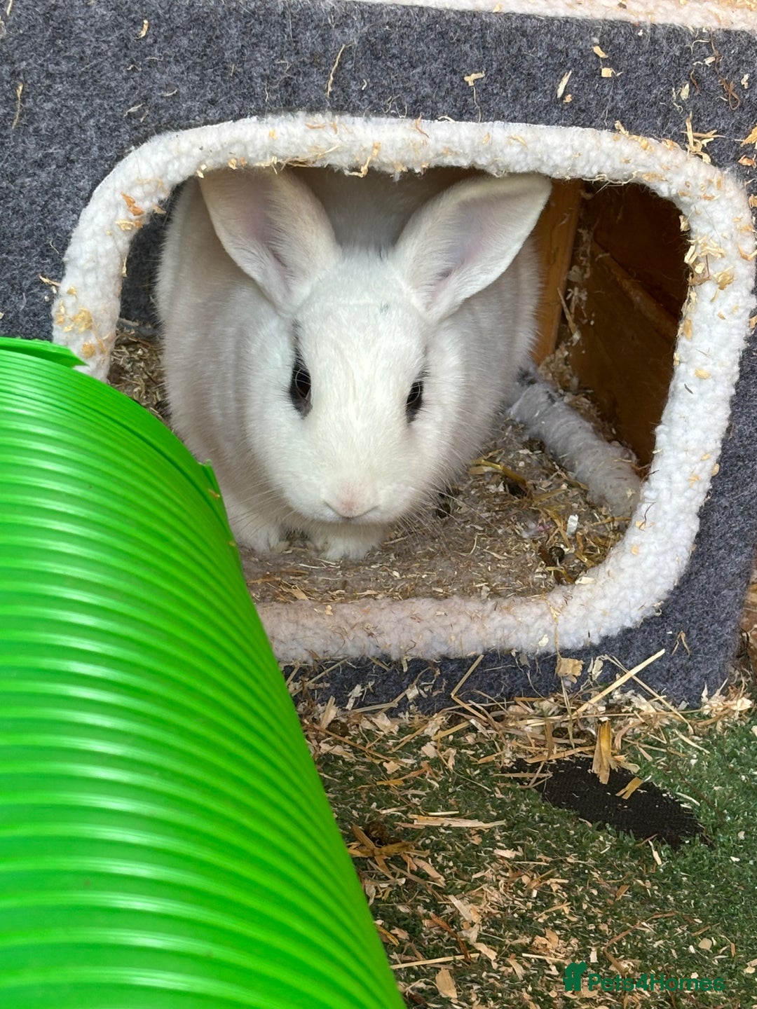 Dwarf Hotot rabbits for sale: Female and neutered male bonded couple - Image 4