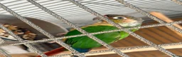 Conures birds for sale: Green Cheek Conure in Manchester - Advert 5