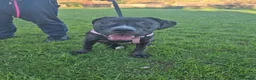 Mixed Breed dogs for sale: Cane corso x American bully  in Chesham - Advert 5