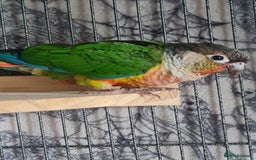 Conures birds for sale: Hand reared baby green cheeked conure - Image 1