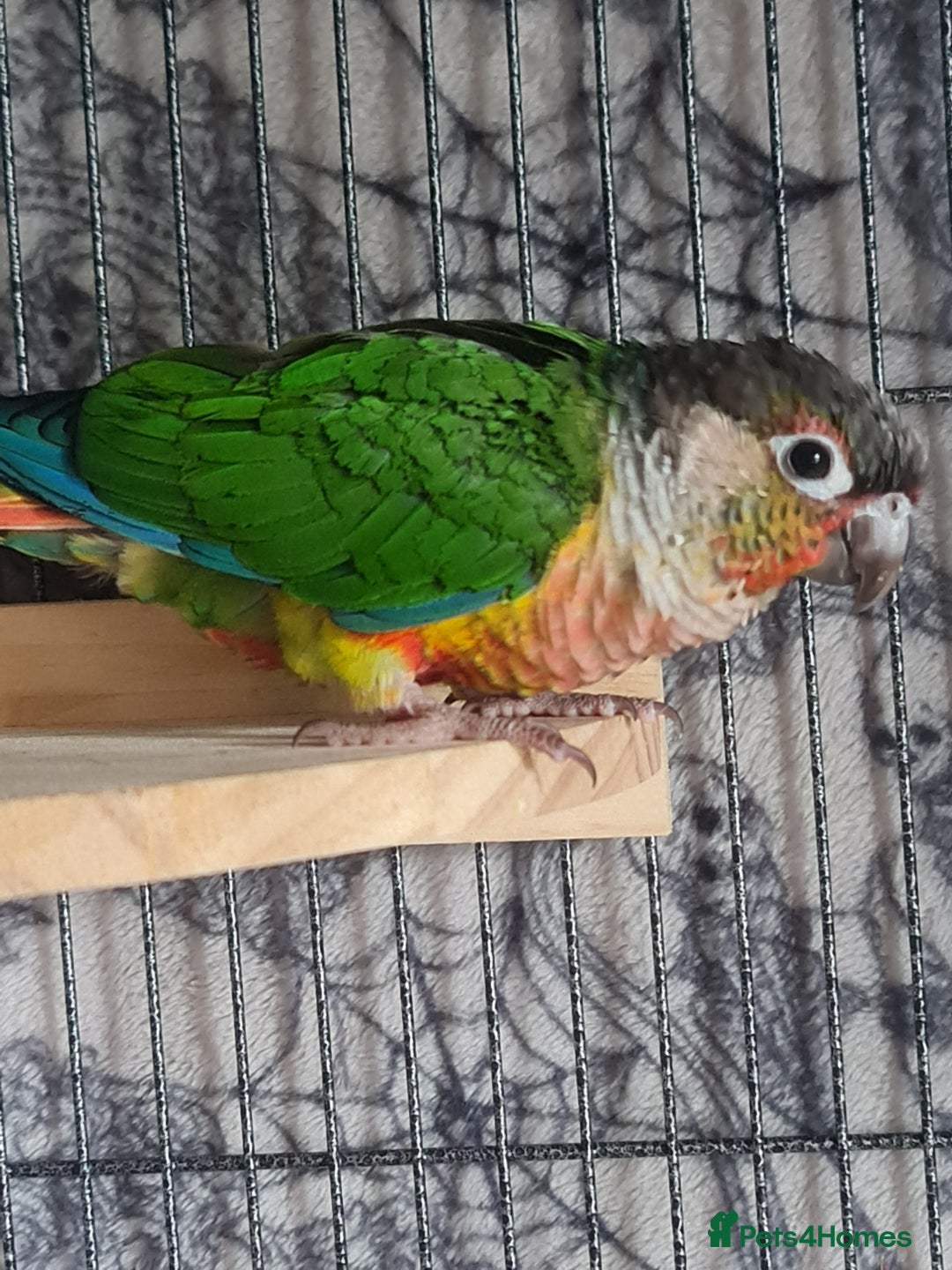 Conures birds for sale: Hand reared baby green cheeked conure - Image 1