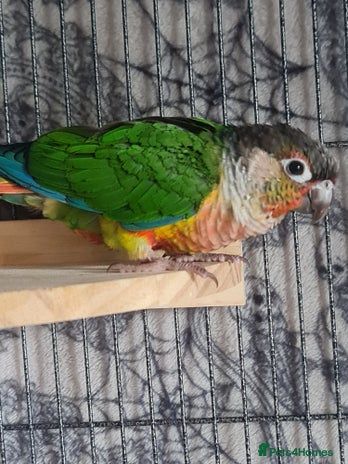 Conures birds - Advert 1