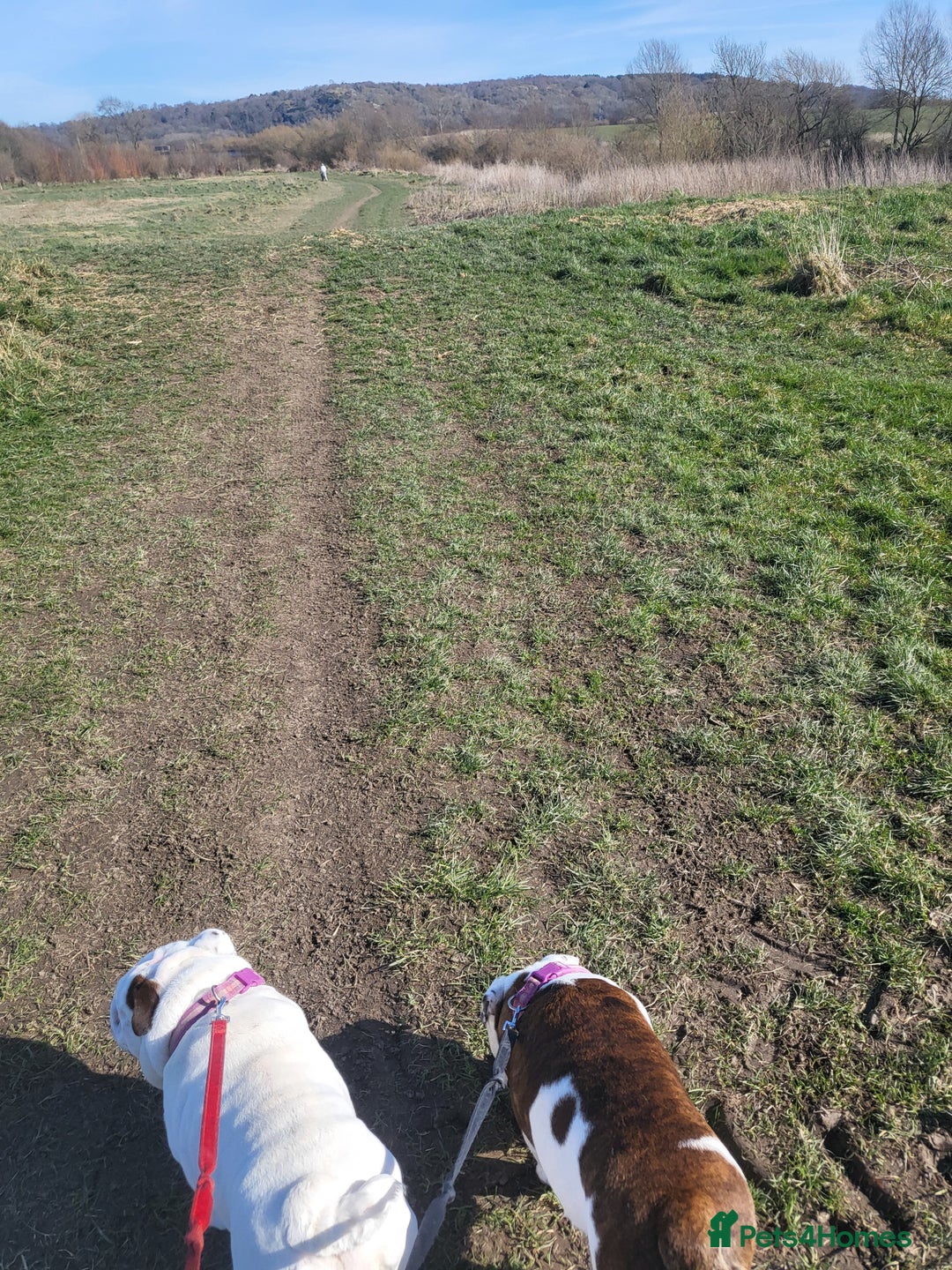 English Bulldog dogs for sale: Beautiful female bulldog 3 years old - Advert 5