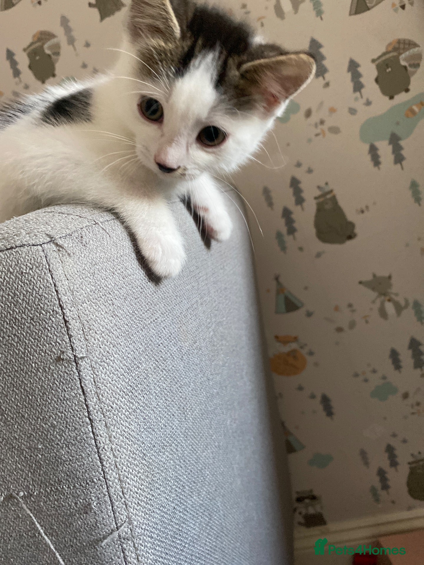 Domestic Shorthair cats Male Kitten  - Advert 5