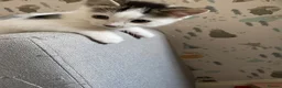 Domestic Shorthair cats for sale: Male Kitten  in Torquay - Advert 1