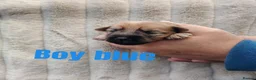 Yorkshire Terrier dogs for sale: Golden yorkie  - Advert 4