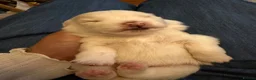 Pomeranian dogs for sale: 4 beautiful white Pomeranian boys  in Gloucester - Advert 9
