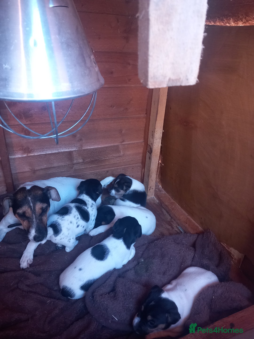 Jack Russell dogs for sale: Jack russell puppies  - Image 5