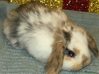 Mini Lion Lop rabbits Baby mini lops - Advert 12