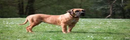 Boerboel dogs for sale: Stunning litter arrived- waitlist open - Advert 10