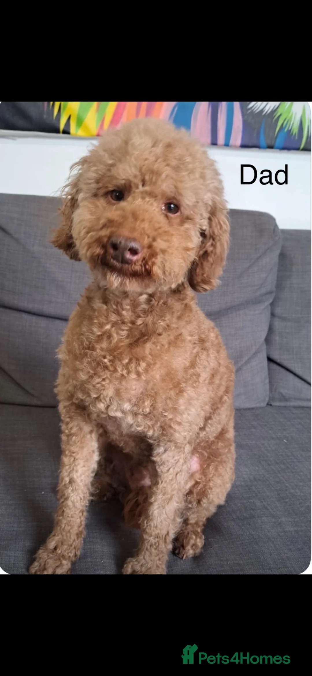 Cockapoo dogs for sale: Cockapoo puppies F1 - Advert 14