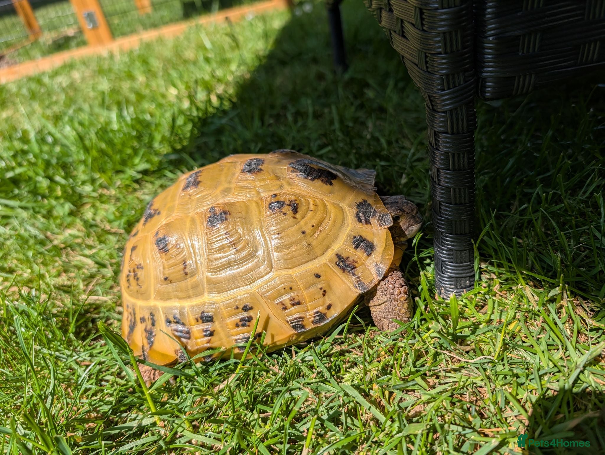 Tortoise reptiles 2 female tortoises - Advert 3