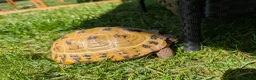 Tortoise reptiles for sale: 2 female tortoises - Advert 1