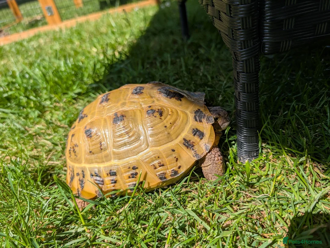 Tortoise reptiles for sale: 2 female tortoises - Advert 1