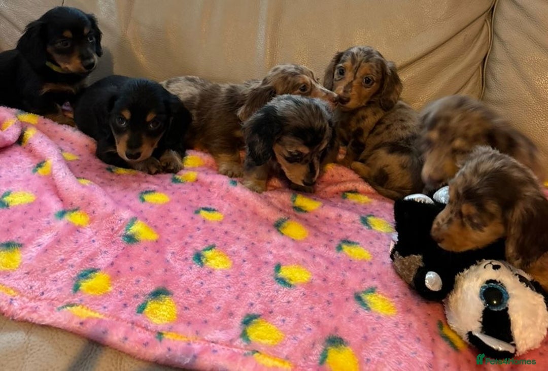Dachshund dogs for sale: Dachshund long haired miniature - Image 28