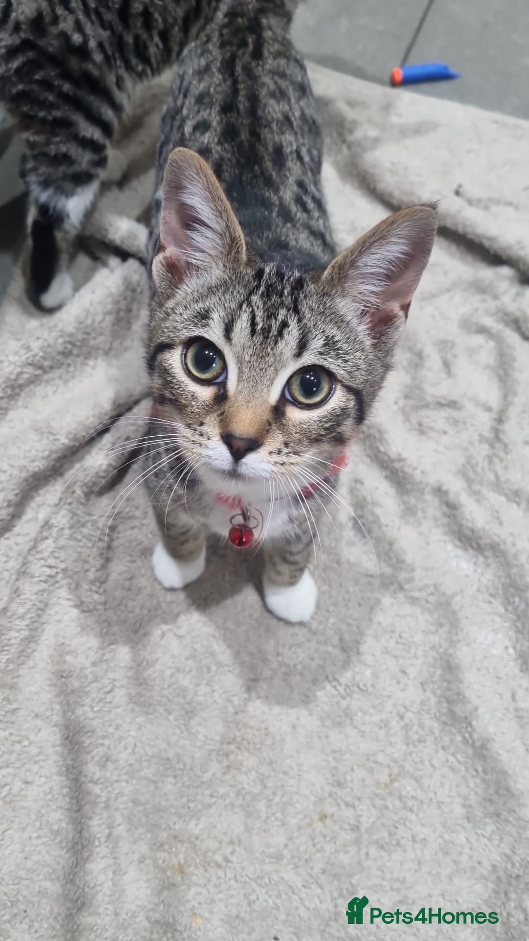 Bengal cats for sale: Bengal Kittens ( 14 WEEKS OLD )  - Advert 20