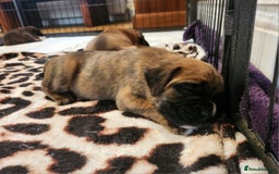 Boxer dogs for sale: 🌟🩷COI 0.5% KC REG BOBTAIL GIRL🩷🌟 - Image 6