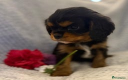Cavalier King Charles Spaniel dogs for sale: KC REG, HEART, EYE AND DNA TESTED PARENTS - Image 21