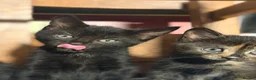 Mixed Breed cats for sale: Adorable Kittens looking for fur-ever homes - Advert 6
