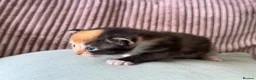Ragcoon cats for sale: Beautiful Ragcoon kittens - Advert 6