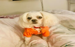 Maltese dogs for stud: 🌟Stunning KC Reg Korean Maltese boy for STUD in Waltham Cross - Image 5