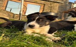 Border Collie dogs for sale: 3 Gorgeous border collie puppies for sale. - Image 9