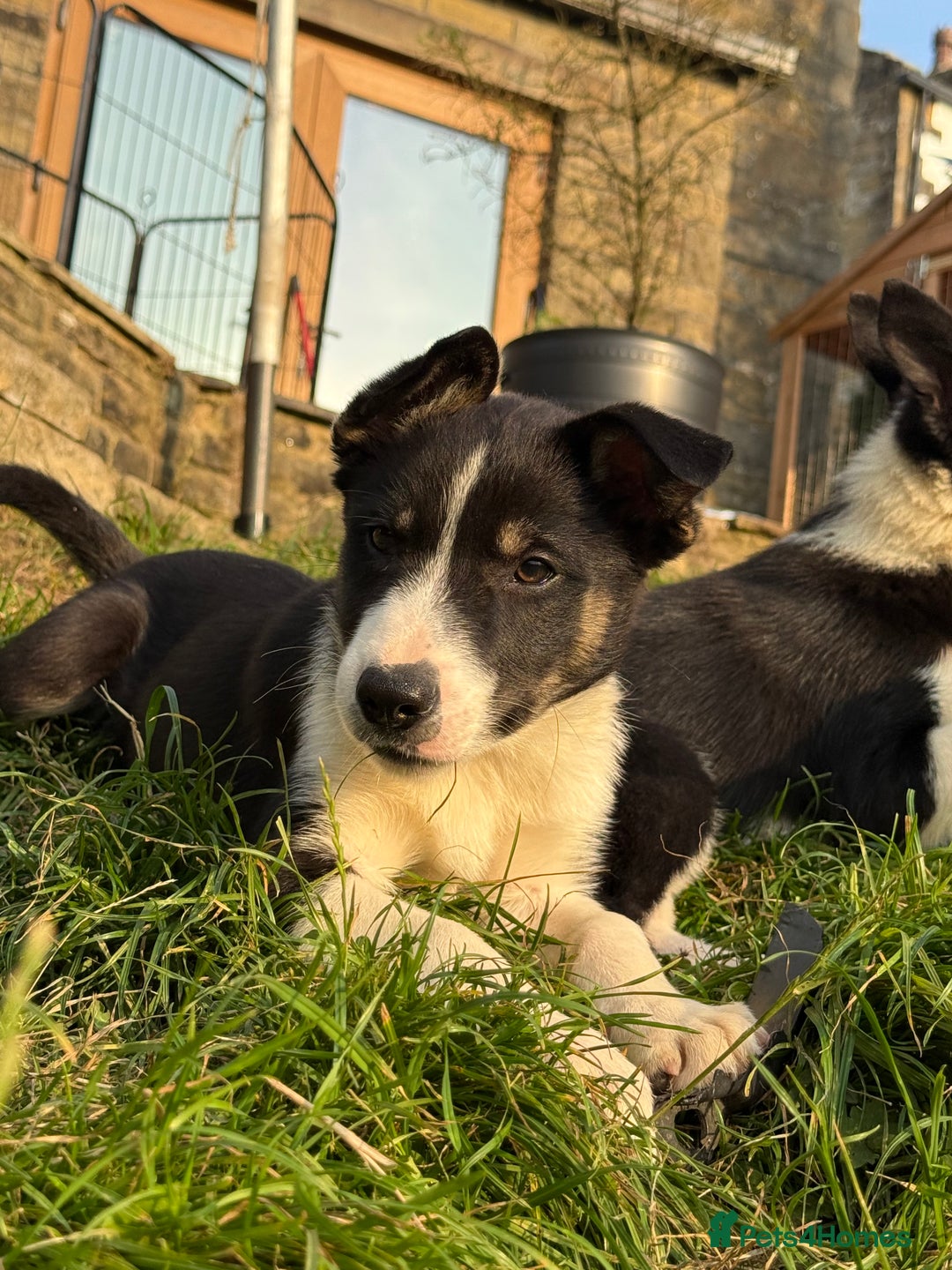 Border Collie dogs for sale: 3 Gorgeous border collie puppies for sale. - Image 9